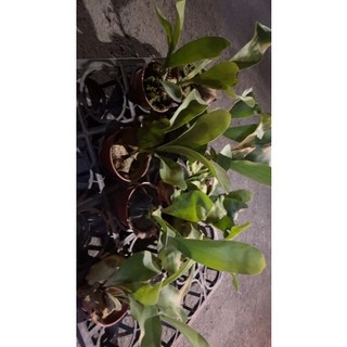 萬花叢 觀葉植物 鹿角蕨 3吋盆 (無標品隨機出貨) 室內盆栽, 綠色, 1個