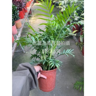 萬花叢 室內植物 袖珍椰子 5吋盆栽 (高約10-30cm) 綠色盆栽 淨化空氣, 1個