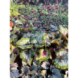 萬花叢 觀葉植物 蛤蟆海棠 5吋盆 (花紋隨機) 室內盆栽, 蛤蟆海棠(不可挑花紋, 1個