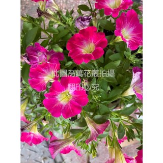 萬花叢 花卉植物 歐洲牽牛花(粉色) 吊盆, 詳見包裝