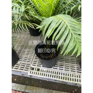 萬花叢 觀葉植物【富貴蕨/美人蕨】8吋盆 - 室內盆栽 綠植盆景, 綠色