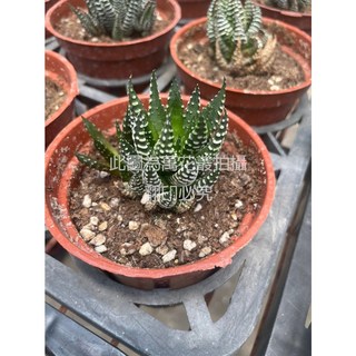 萬花叢 多肉植物【霧點鷹爪】3吋盆栽 - 療癒系室內盆栽，新手推薦, 棕色, 1個