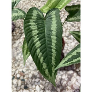 萬花叢 觀葉植物 電光芋 (高約15-45cm) 室內盆栽