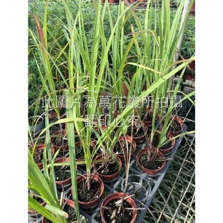 萬花叢 香草植物檸檬香茅 3吋盆栽 驅蚊香草 居家盆栽 綠色植物, 檸檬香茅, 1個