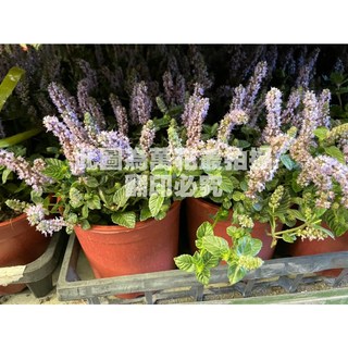 萬花叢 香草植物仙草 5吋盆栽 (高約10-20cm) 室內盆栽 綠色植物, 紅棕色, 1個