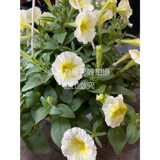 萬花叢 歐洲牽牛花吊盆 高約10-20cm 花卉植物 吊掛盆栽, 混合顏色, 1個