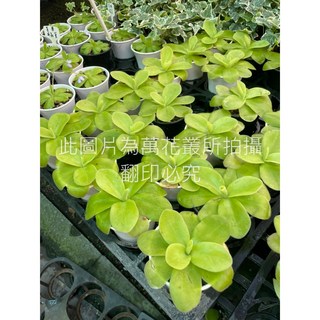 萬花叢 食蟲植物【巨大捕蟲菫】3吋盆栽 - 居家園藝防蚊蟲，輕鬆種植, 綠色, 1個