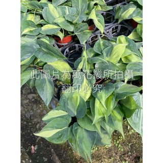 萬花叢 觀葉植物【斑葉桃心蔓】3吋盆栽 - 室內綠植盆栽，心形斑葉，淨化空氣