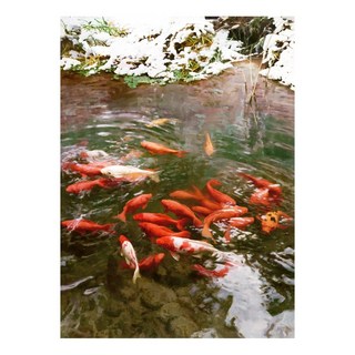 御畫房 富貴有魚 手繪油畫 80x110cm VF-66, 詳見包裝