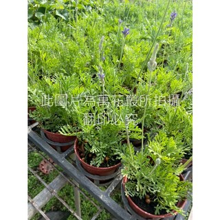 萬花叢 香草植物【羽葉薰衣草】3吋盆栽 (高約5-10cm) 室內盆栽 療癒香草, 羽葉薰衣草, 1個