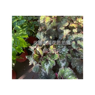 萬花叢 觀葉植物 聖誕海棠/聖誕秋海棠 5吋盆栽 (高約10-20cm) 室內盆栽, 紅, 1個