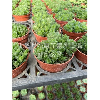 萬花叢 多肉植物水晶玉露 3吋盆栽 - 晶瑩剔透、療癒系盆栽、新手推薦, 棕色