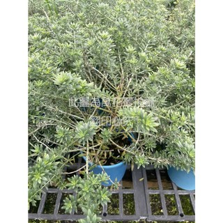 萬花叢 香草植物澳洲迷迭香 5吋盆栽 - 居家香氛、驅蚊蟲、易於照料, 藍色, 1個