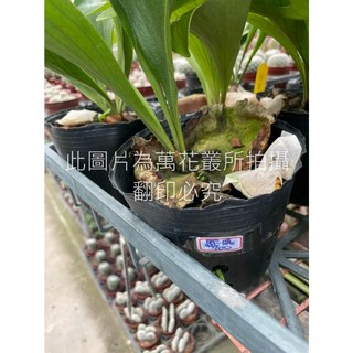 萬花叢 觀葉植物【駝鹿鹿角蕨】軟盆 - 療癒系室內盆栽, 黑, 1個