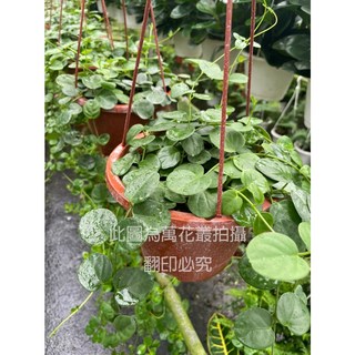 萬花叢 藤蔓植物【蘿蔓】5吋盆栽 (現貨) 室內懸掛綠植 療癒盆栽, 紅棕色, 1個
