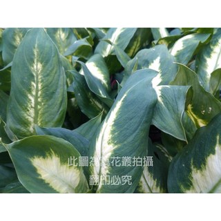 萬花叢 觀葉植物 白玉黛粉葉 3吋盆栽 室內盆栽 淨化空氣 綠色植物, 綠色和白色, 1個