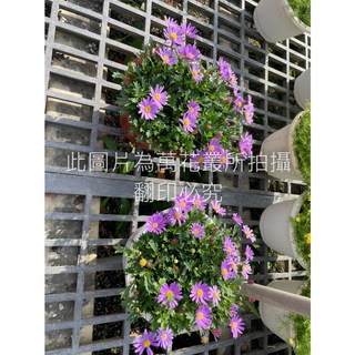 萬花叢 絲河菊/詩荷菊盆栽 (隨機出色) 盆栽 高約10-20公分 花色清新 點綴您的居家空間, 紫色, 1個