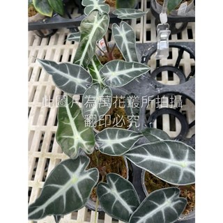 萬花叢 觀葉植物【仙女觀音蓮】3吋盆栽，療癒系室內盆栽，美化空間、淨化空氣