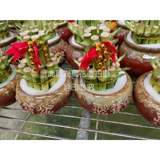 萬花叢 萬年青開運竹盆栽 雙層小聚寶盆 8-15cm 開幕送禮盆栽