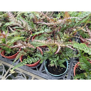 萬花叢 觀葉植物 紅脈鳳尾蕨/紅鳳蕨 3吋盆栽 居家綠植, 紅棕色, 1個