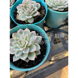 萬花叢 多肉植物【紫羅蘭】3吋盆栽 - 療癒系室內盆栽，新手推薦, 藍色