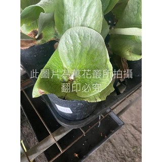 萬花叢 觀葉植物【馬圓交象耳鹿角蕨】4吋盆栽，易於照料，增添居家綠意, 黑色, 1個