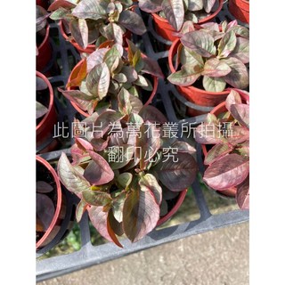 萬花叢 觀葉植物【粉團蓼/粉球藜】3吋盆栽 - 室內盆栽、觀賞植物、療癒小物, 粉團蓼/粉球藜, 1個