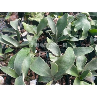 萬花叢 觀葉植物 銀鹿鹿角蕨 3吋黑軟盆 居家綠植 淨化空氣, Black, 1個