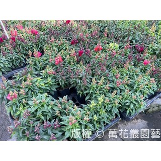 萬花叢 花卉植物 金魚草(隨機花色) 3吋盆 高3-8cm, 1個