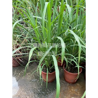 萬花叢 香草植物【香茅】5/6吋盆栽 - 天然驅蚊、清新香氣、居家盆栽, 棕色, 1個
