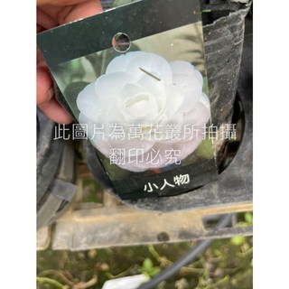 萬花叢 茶花苗【小人物/小叮噹(白色)】3吋盆栽 灌木植物 花期1-2月, 白色, 1個