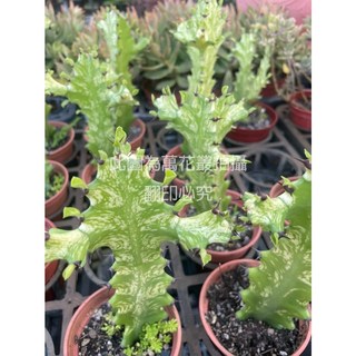 萬花叢 仙人掌盆栽：斑葉龍骨/黃金龍骨仙人掌，3吋盆栽，高約5-10cm，多肉植物，綠色植物，室內盆栽, 綠色, 1個