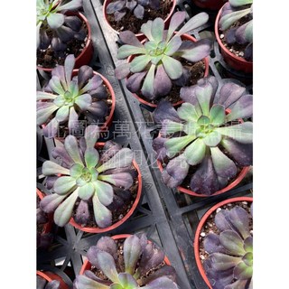 萬花叢 多肉植物【圓葉法師/圓法師】3吋盆栽，療癒系盆栽，新手入門推薦，淨化空氣, 圓法師, 1個