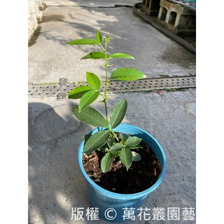 萬花叢 香草植物花椒 5吋盆栽 居家香料植物 陽台盆栽, 藍色, 1個