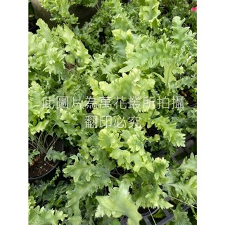 萬花叢 觀葉植物 齒葉藍星蕨 4/5吋盆 室內盆栽 淨化空氣
