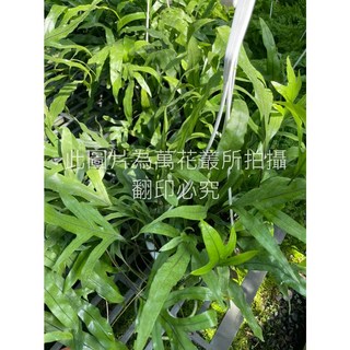 萬花叢 觀葉植物【海岸擬佛蕨】5/6吋盆栽，室內綠植盆栽，淨化空氣，美化空間
