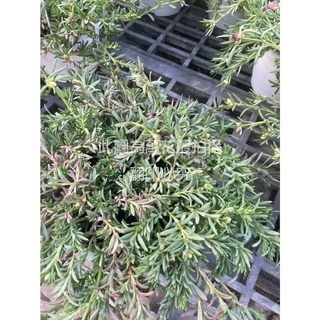 萬花叢 花卉植物【松葉牡丹】5吋盆栽 (顏色隨機出貨，不可挑色) 室內盆栽 陽台盆栽, 松葉牡丹(隨機出貨不可挑色, 1個