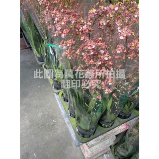 萬花叢 花卉植物 喜洋洋文心蘭 3吋盆栽 迷你盆栽 辦公室盆栽, 1個