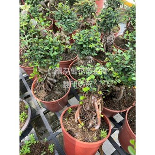 萬花叢 喬木植物 裸根榆樹 3.5吋盆栽 室內盆栽 榆樹盆景, 紅陶色, 1個