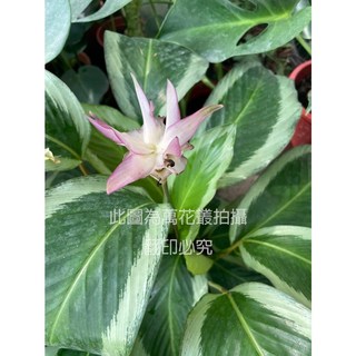 萬花叢 觀葉植物 青蓮竹芋 6吋盆栽 (高約20-45cm) 室內盆栽 淨化空氣