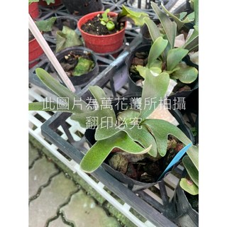 萬花叢 觀葉植物【馬島圓頓鹿角蕨】軟盆 - 療癒系植栽 輕鬆點綴您的生活空間, 1個