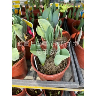 萬花叢 球根花卉鬱金香盆栽 (隨機花色) 5吋盆栽，室內盆栽，新手推薦, 隨機花色, 1個