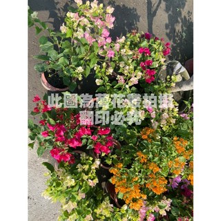 萬花叢 灌木植物 九重葛盆栽(隨機出貨) 7吋盆 陽台盆栽, 1個