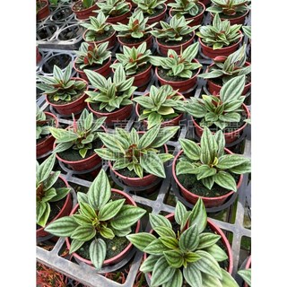 萬花叢 觀葉植物 紅天使椒草 3吋盆栽 室內盆栽 淨化空氣, 紅色/綠色, 1個