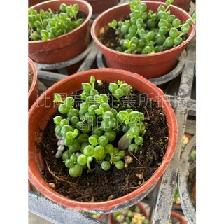 萬花叢 多肉植物綠之鈴 3吋盆栽 - 室內綠植盆栽、療癒多肉盆栽、新手推薦, 紅棕色, 1個