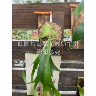 萬花叢 觀葉植物 千手觀音鹿角蕨 3號板 高約20-45cm 室內盆栽, 1個