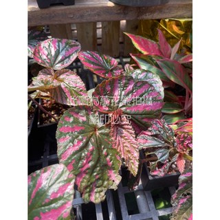 萬花叢 觀葉植物 異色海棠 4吋/5吋盆栽 室內盆栽 觀賞植物, 1個