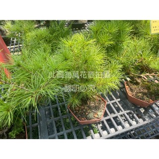 萬花叢 喬木植物 五葉松 5吋六角盆栽 (高約10-30cm) 室內盆景 綠植, 棕色, 1個