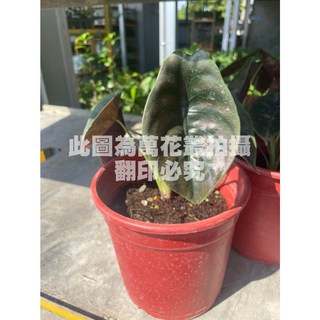 萬花叢 觀葉植物【銅鏡觀音蓮】5吋盆栽，室內盆栽植物，高約10-20cm, 紅