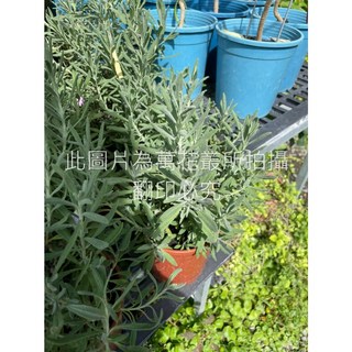 萬花叢 香草植物【甜薰衣草】5吋盆栽 - 療癒香氛 居家綠植, 1個